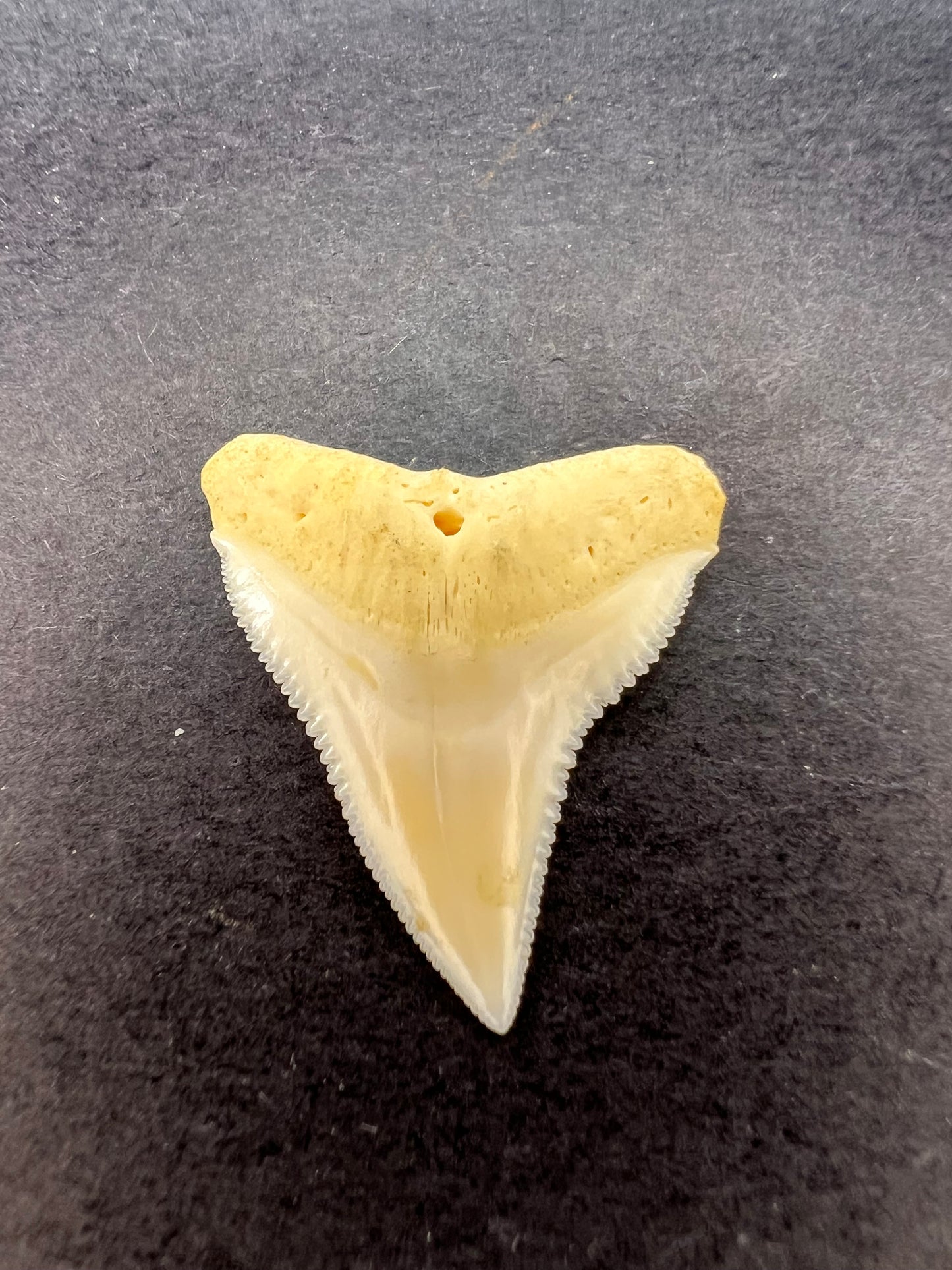 White bull shark tooth
