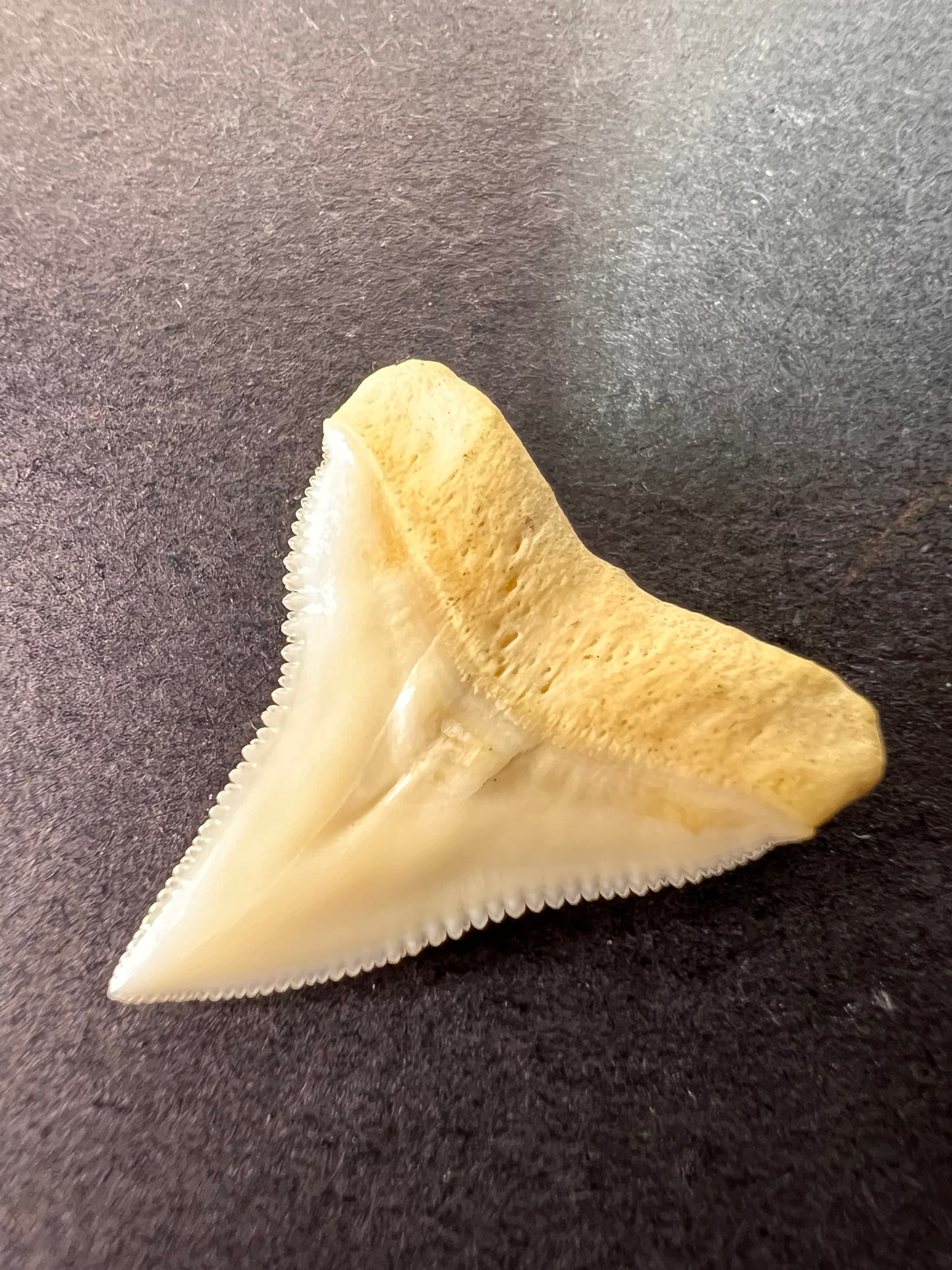 White bull shark tooth