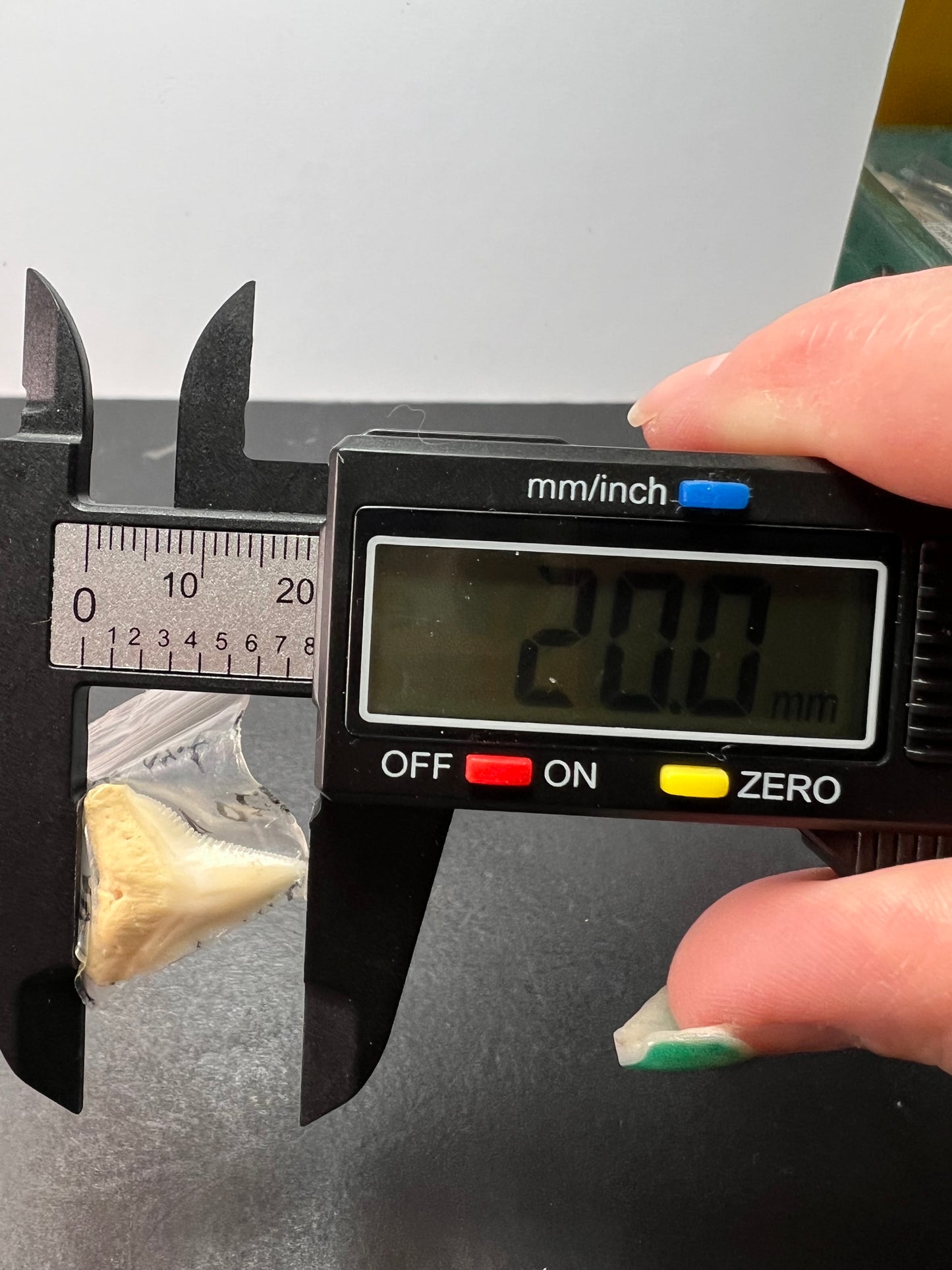 White bull shark tooth