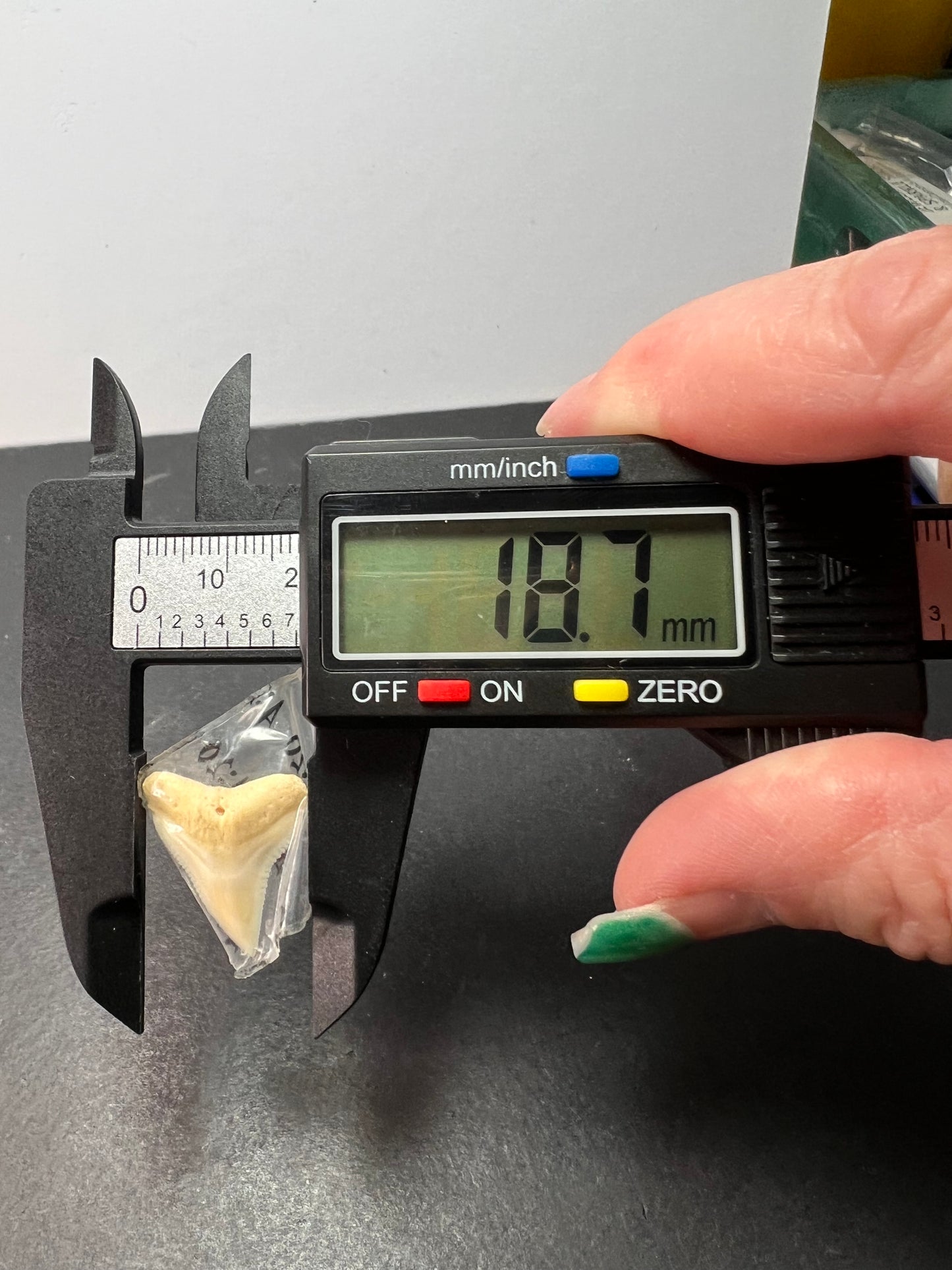 White bull shark tooth