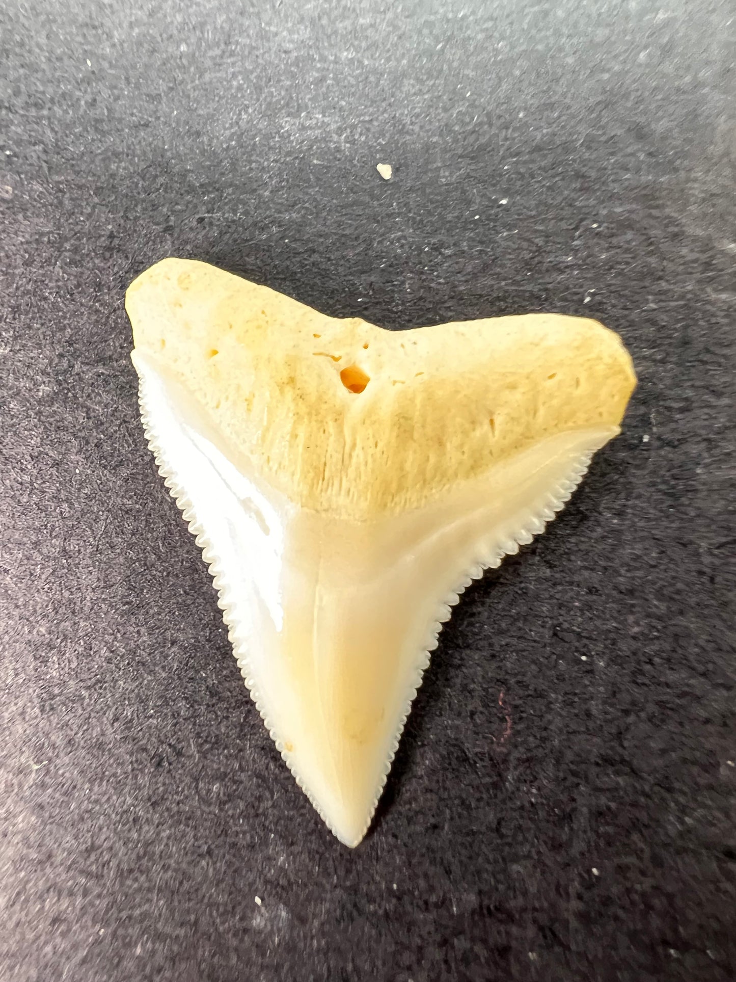 White bull shark tooth