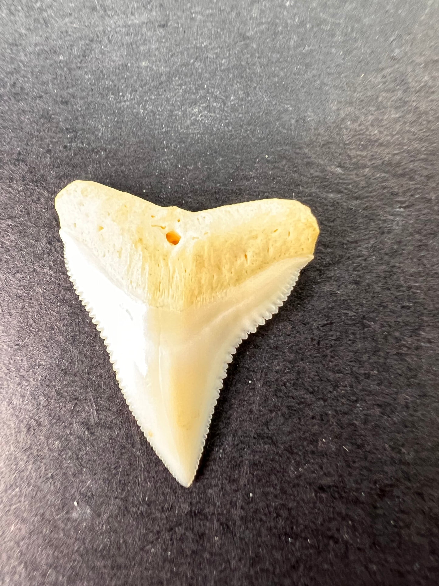White bull shark tooth