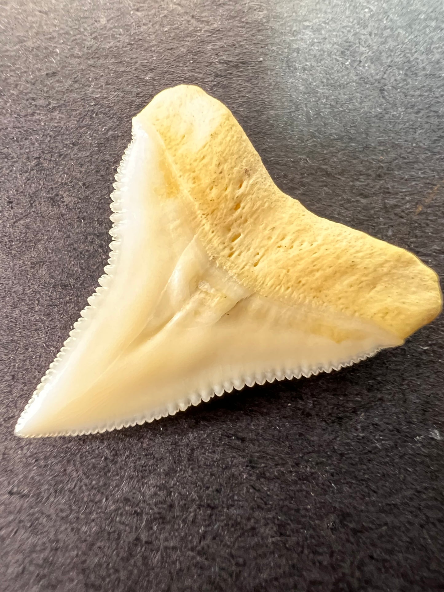 White bull shark tooth