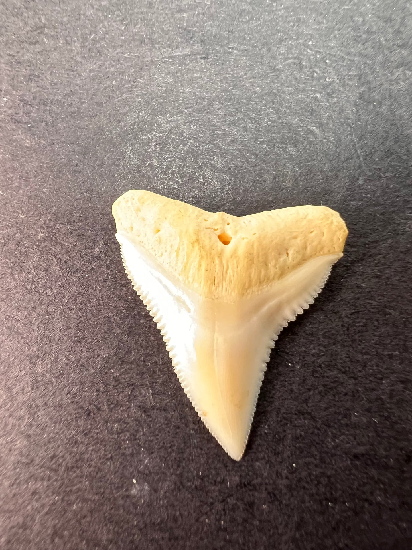 White bull shark tooth