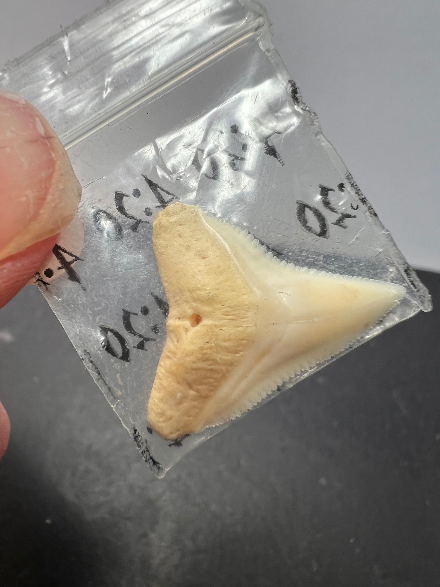 White bull shark tooth