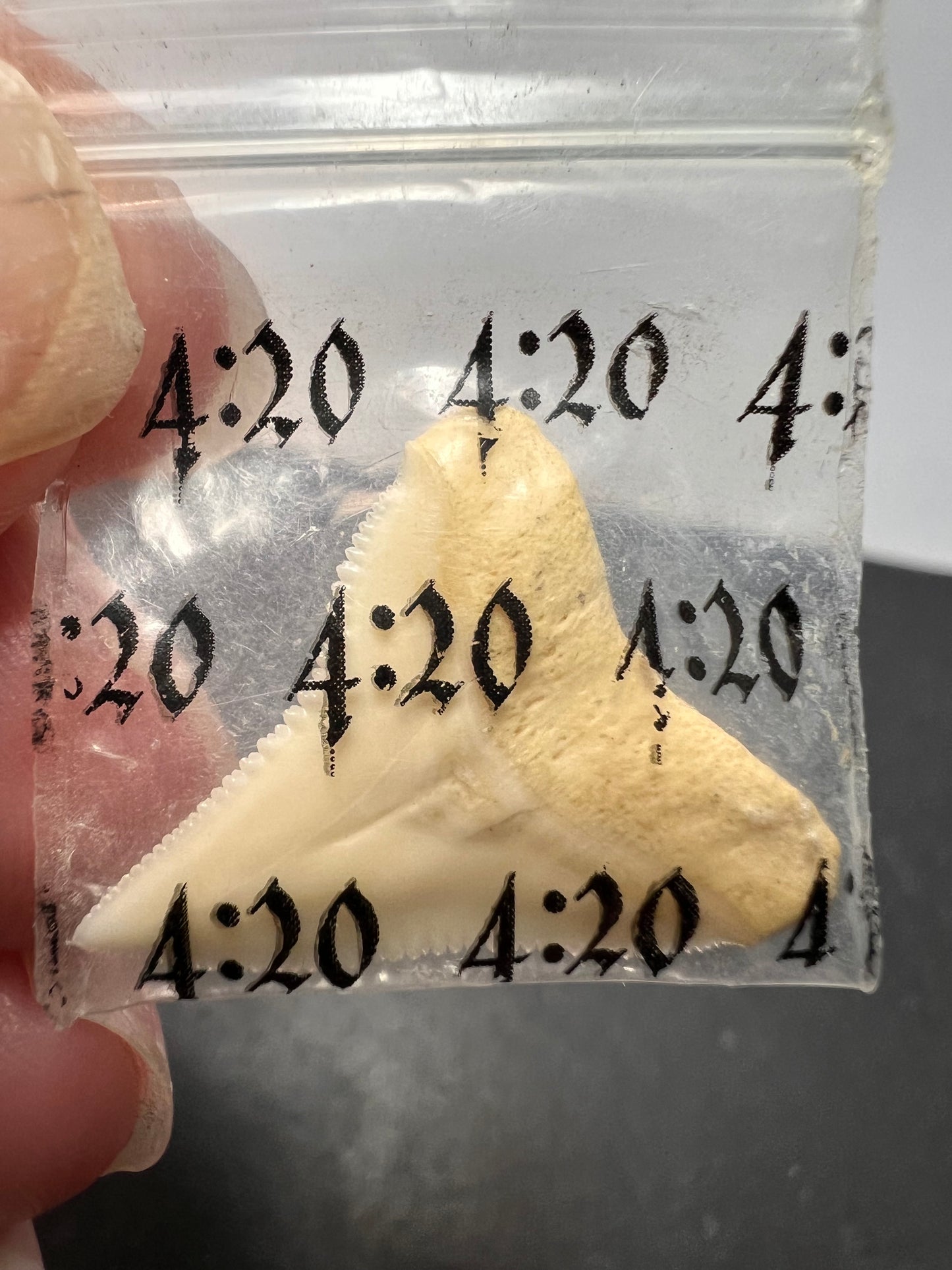 White bull shark tooth