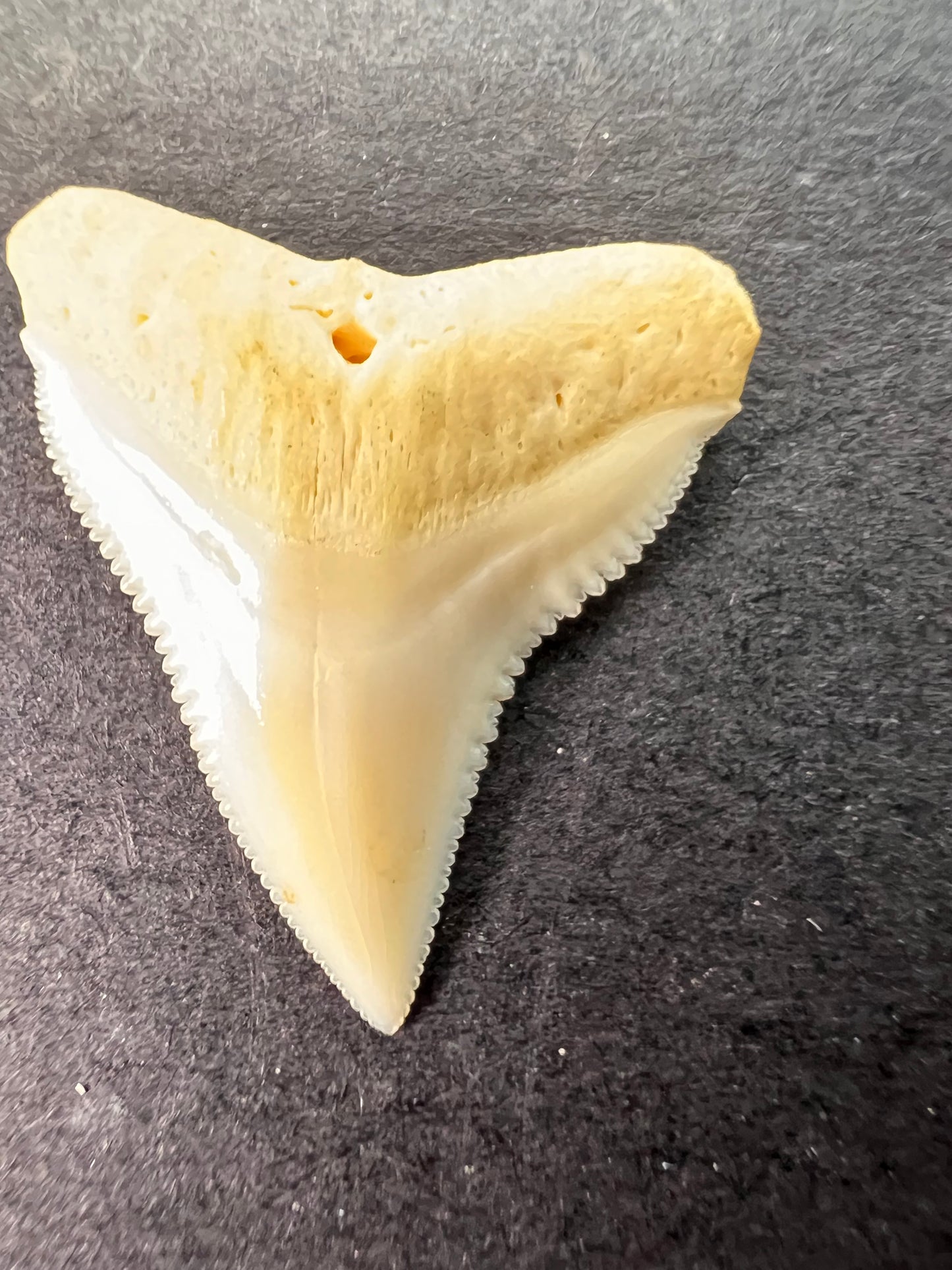 White bull shark tooth